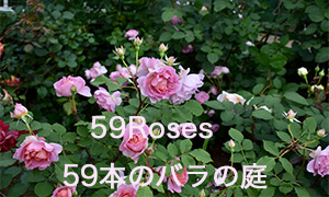 garden59roses