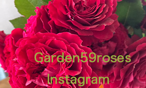 59roses instagram