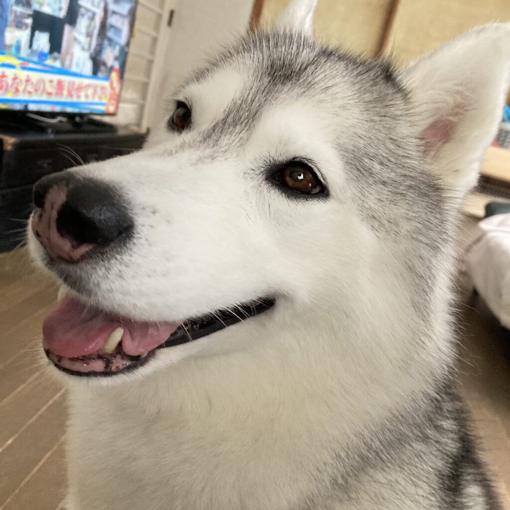 ランのブログ再開です。