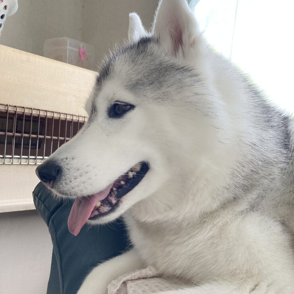 本文は画像をクリック