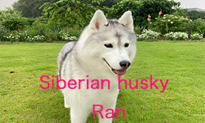 Siberian husky Ran
